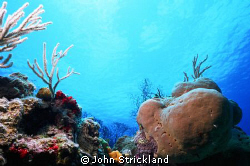 nikonos 15mm cozumel by John Strickland 